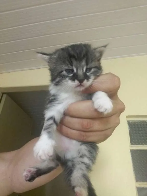 Gato ra a  idade Abaixo de 2 meses nome sem nome