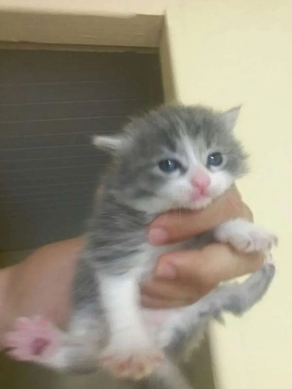 Gato ra a  idade Abaixo de 2 meses nome sem nome
