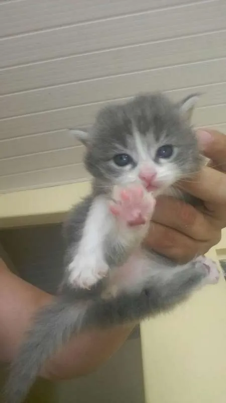 Gato ra a  idade Abaixo de 2 meses nome sem nome