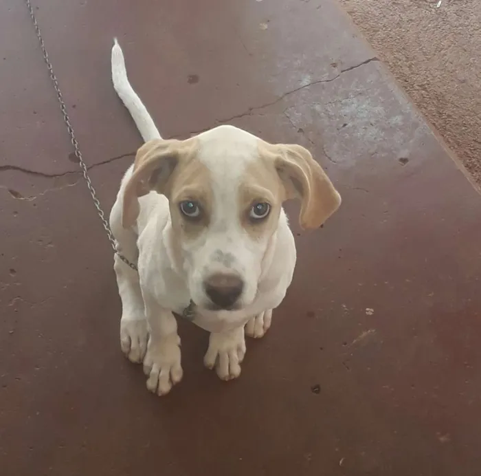 Cachorro ra a Raciado Fila com Dalmatas idade 2 a 6 meses nome Mel