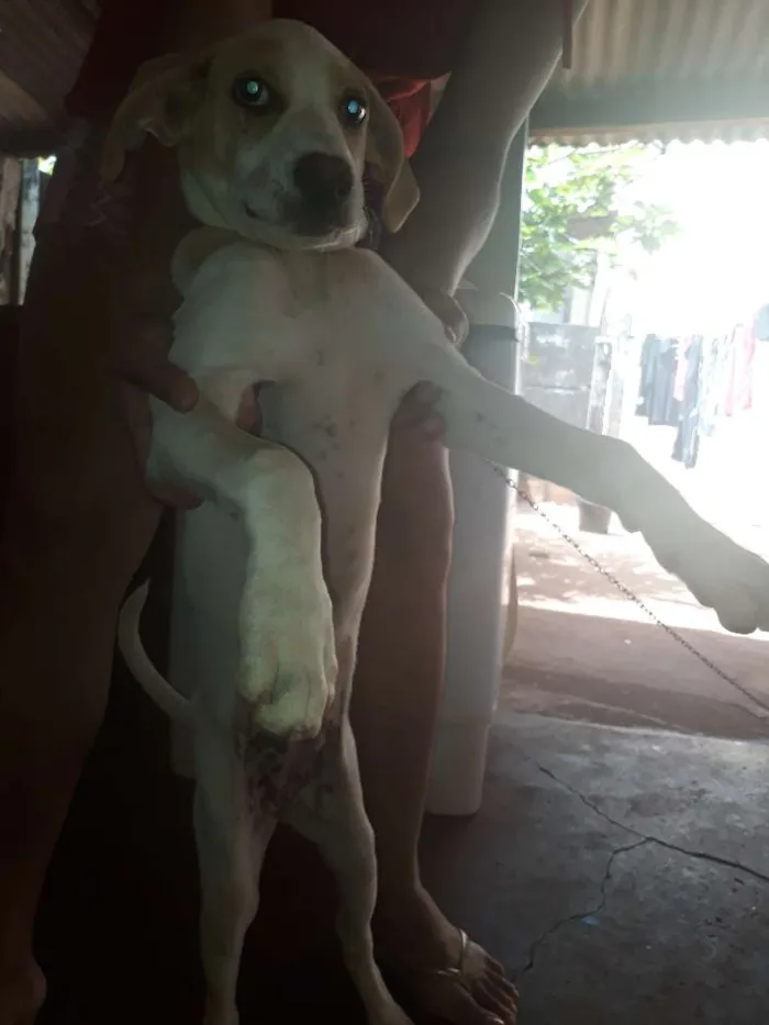 Cachorro ra a Raciado Fila com Dalmatas idade 2 a 6 meses nome Mel