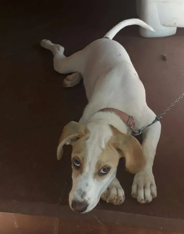 Cachorro ra a Raciado Fila com Dalmatas idade 2 a 6 meses nome Mel