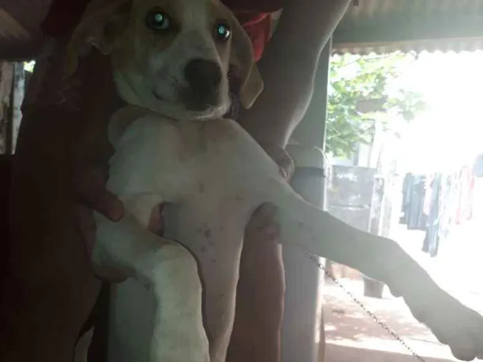 Cachorro ra a Raciado Fila com Dalmatas idade 2 a 6 meses nome Mel