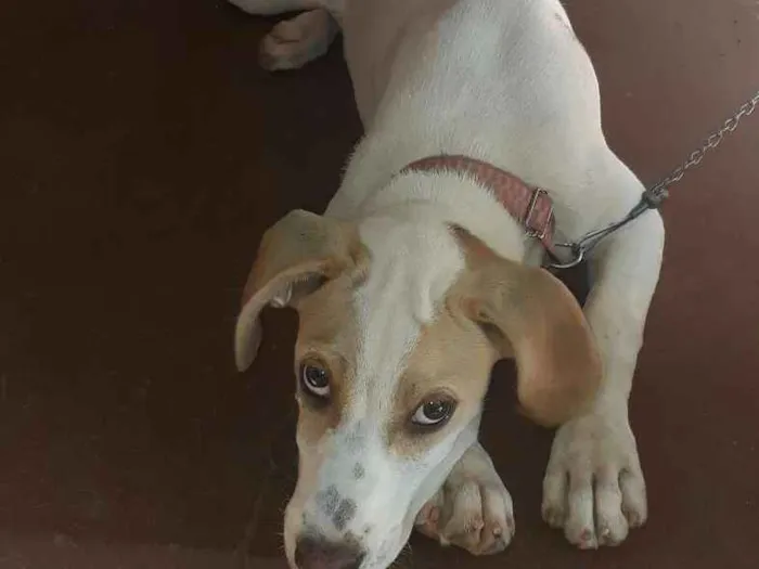 Cachorro ra a Raciado Fila com Dalmatas idade 2 a 6 meses nome Mel