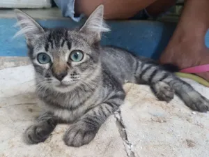Gato raça Sem raça idade 2 a 6 meses nome Linda