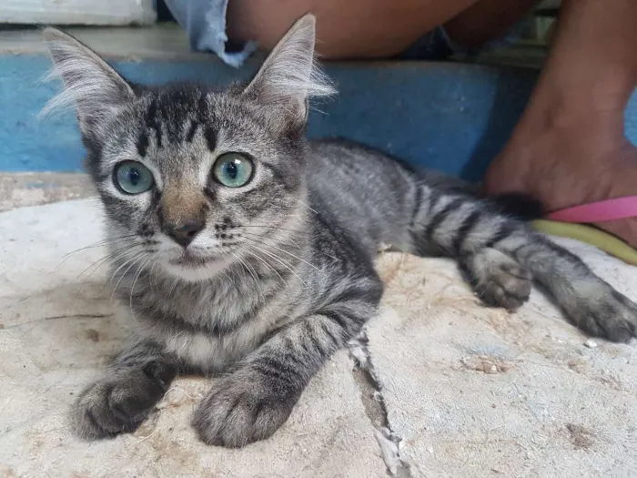 Gato ra a Sem raça idade 2 a 6 meses nome Linda