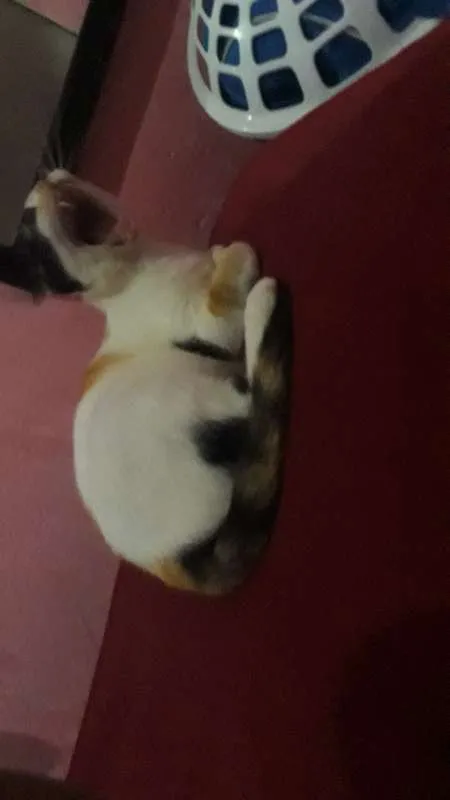 Gato ra a vira lata idade 1 ano nome Branquinha