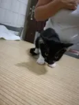 Gato