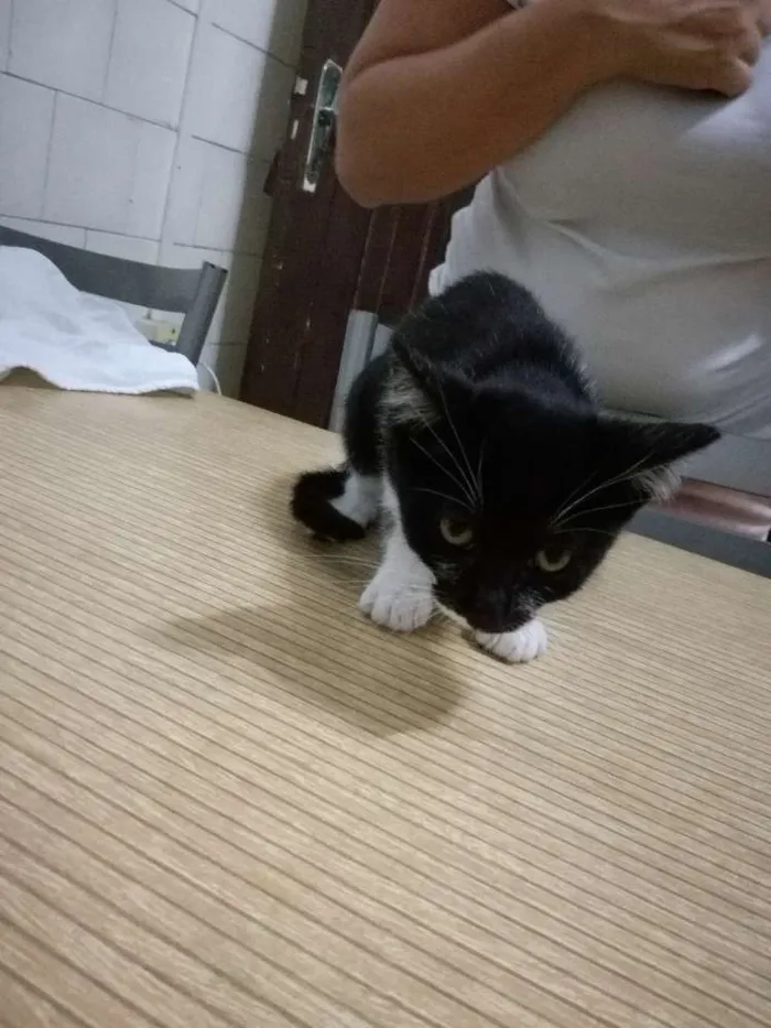 Gato ra a Gato idade 2 a 6 meses nome Gato