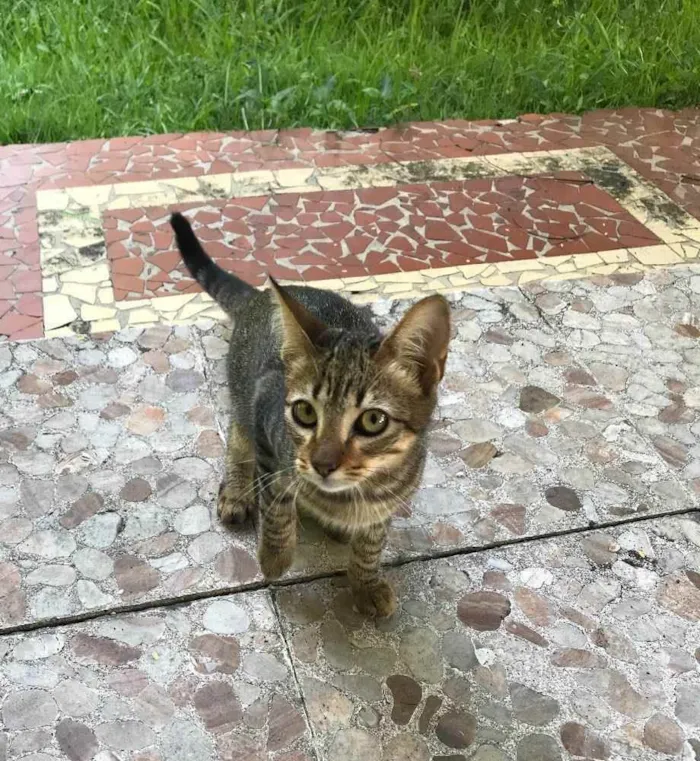 Gato raça  idade 2 a 6 meses nome Elesaindanaotemnome 