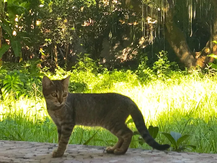Gato raça  idade 2 a 6 meses nome Elesaindanaotemnome 