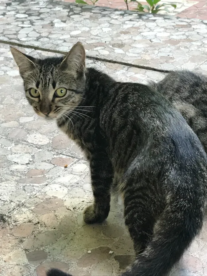 Gato raça  idade 2 a 6 meses nome Elesaindanaotemnome 