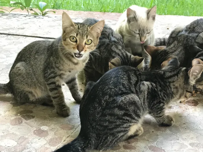 Gato raça  idade 2 a 6 meses nome Elesaindanaotemnome 