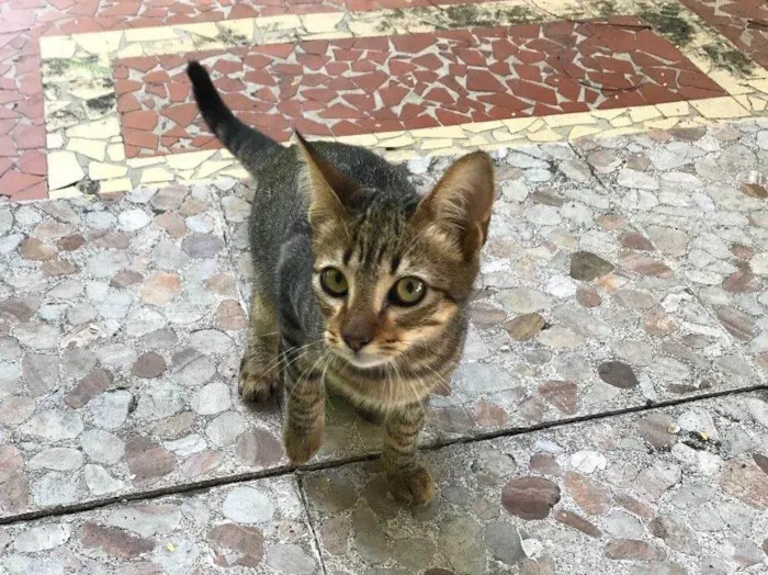 Gato raça  idade 2 a 6 meses nome Elesaindanaotemnome 