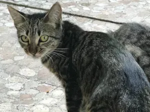 Gato raça  idade 2 a 6 meses nome Elesaindanaotemnome 