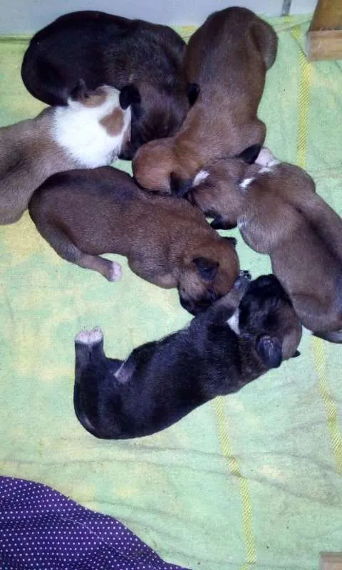 Cachorro ra a sem raça definida idade Abaixo de 2 meses nome ainda sem nome