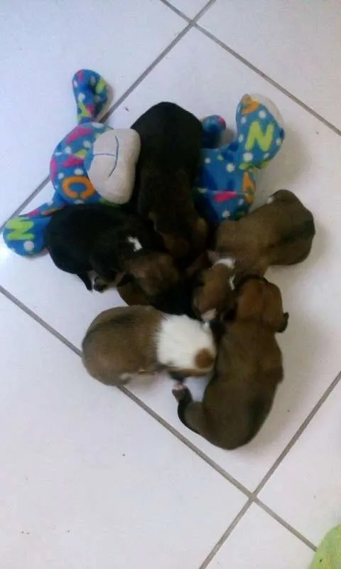 Cachorro ra a sem raça definida idade Abaixo de 2 meses nome ainda sem nome