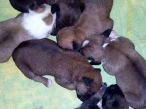 Cachorro raça sem raça definida idade Abaixo de 2 meses nome ainda sem nome