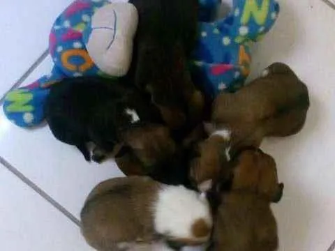 Cachorro ra a sem raça definida idade Abaixo de 2 meses nome ainda sem nome