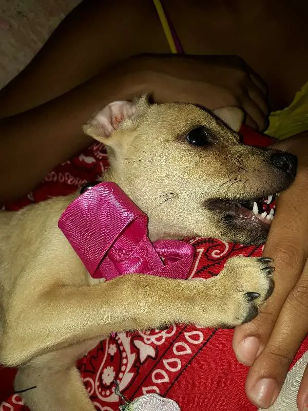 Cachorro ra a vira lata idade 2 a 6 meses nome Sem nome