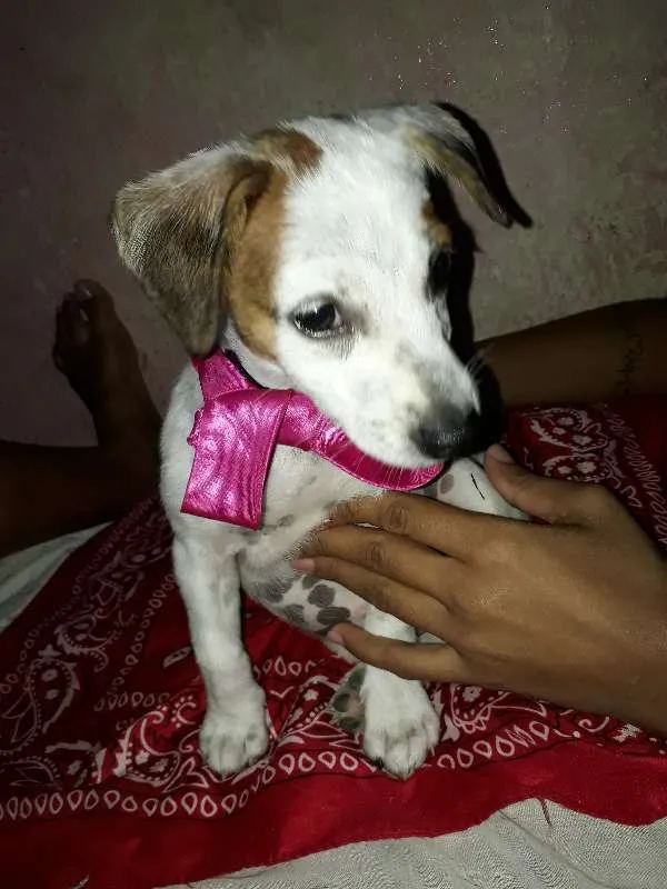 Cachorro ra a vira-lata idade 2 a 6 meses nome não tem