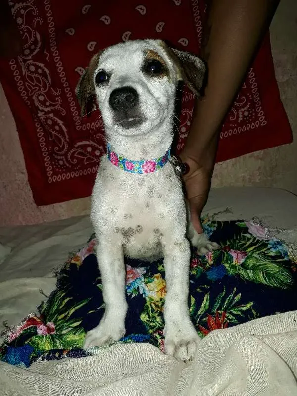 Cachorro ra a vira-lata idade 2 a 6 meses nome não tem