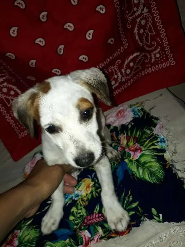 Cachorro ra a vira-lata idade 2 a 6 meses nome não tem