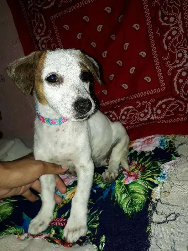 Cachorro ra a vira-lata idade 2 a 6 meses nome não tem