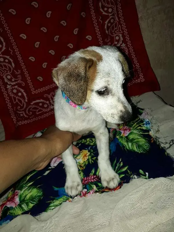 Cachorro ra a vira-lata idade 2 a 6 meses nome não tem