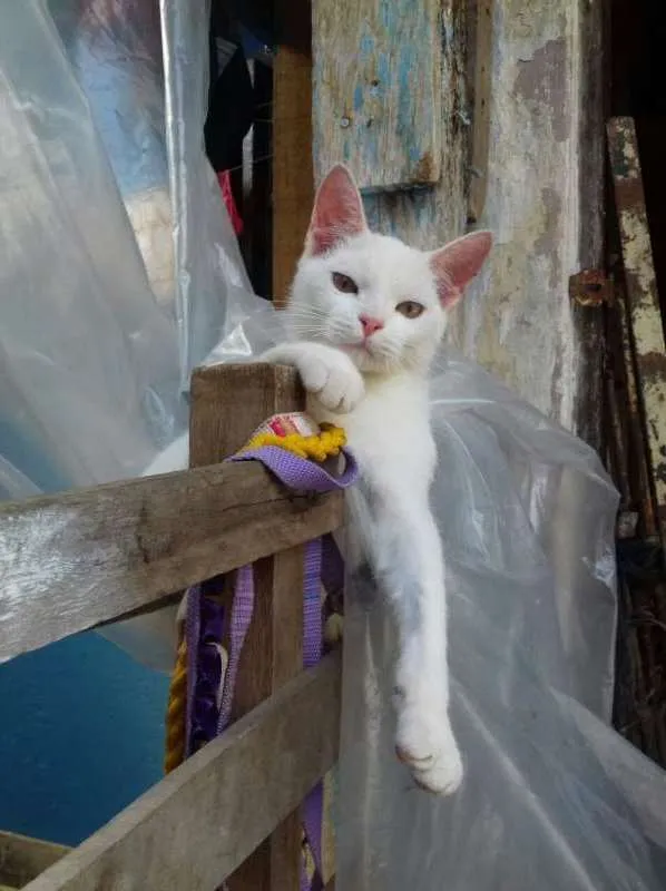 Gato ra a sem raça idade 2 a 6 meses nome MIngal