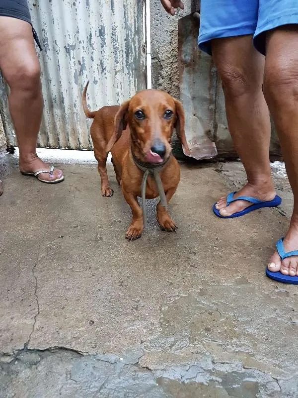 Cachorro ra a Basset-Cofap idade 2 anos nome pingo