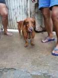 pingo