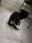 Fofinhos