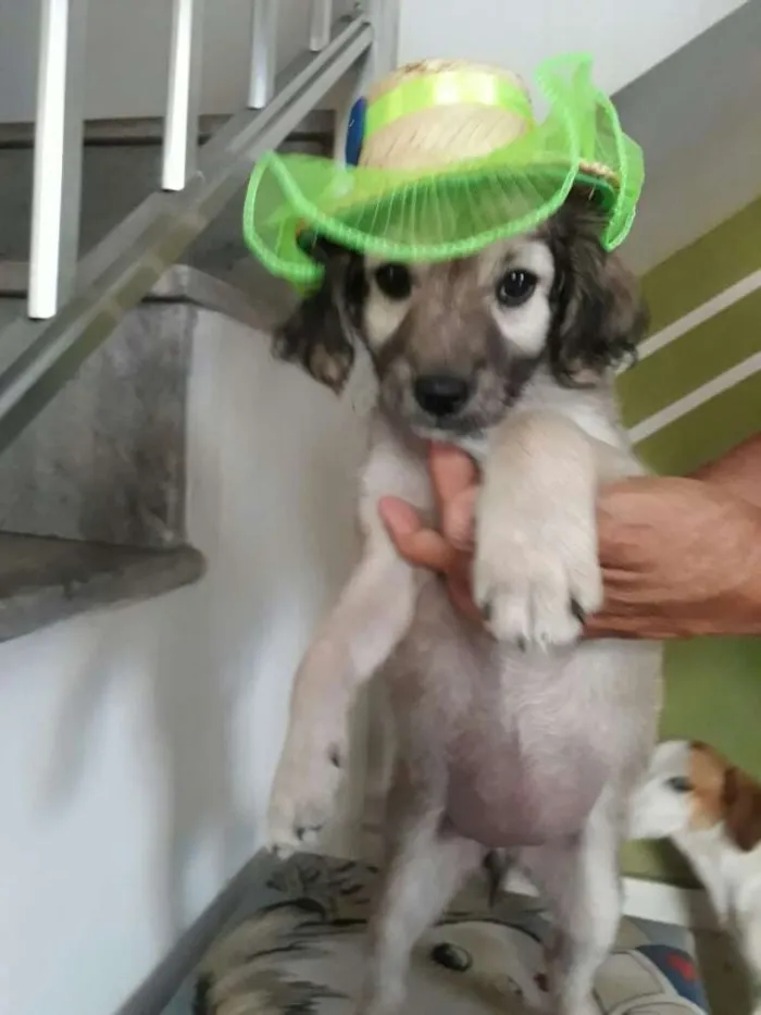 Cachorro ra a Srd idade 2 a 6 meses nome Sem nome