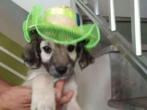 Cachorro raça Srd idade 2 a 6 meses nome Sem nome