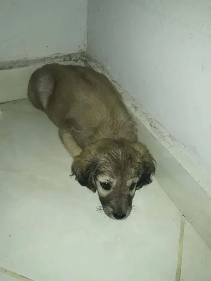 Cachorro ra a Srd idade 2 a 6 meses nome Sem nome