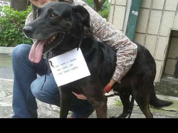 Cachorro raça SRD idade 3 anos nome Obama