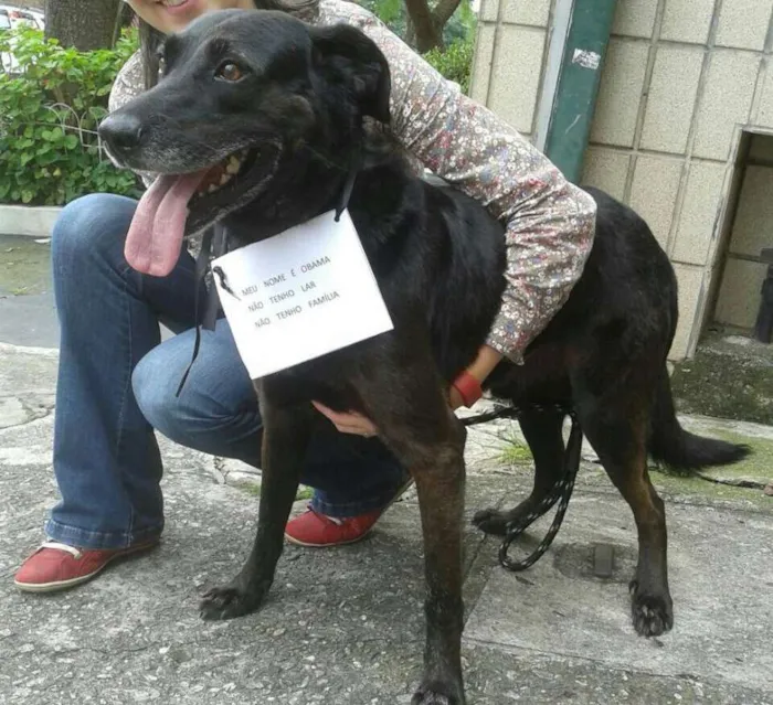 Cachorro raça SRD idade 3 anos nome Obama