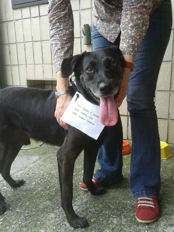 Cachorro raça SRD idade 3 anos nome Obama