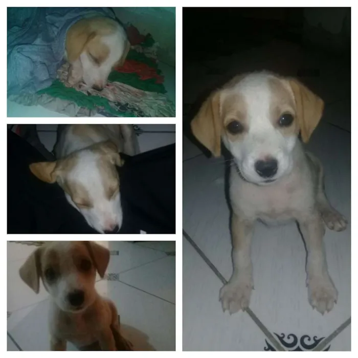 Cachorro raça Raça não definida idade Abaixo de 2 meses nome (sem nome)