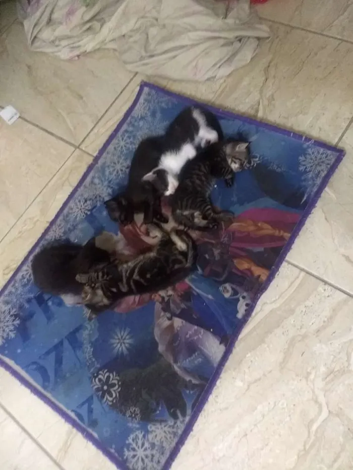 Gato raça Cianês com gato normal idade Abaixo de 2 meses nome Mi