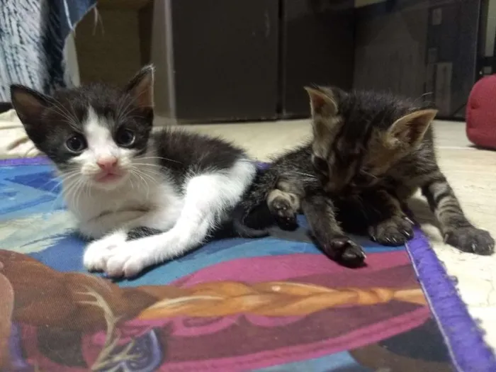 Gato raça Cianês com gato normal idade Abaixo de 2 meses nome Mi