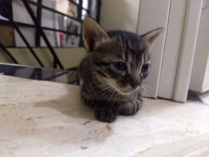 Gato raça Cianês com gato normal idade Abaixo de 2 meses nome Mi