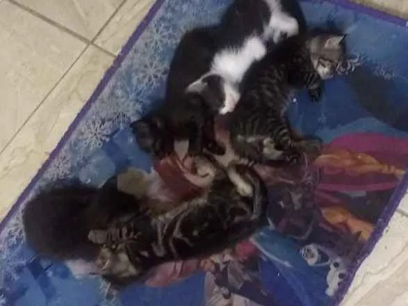 Gato raça Cianês com gato normal idade Abaixo de 2 meses nome Mi