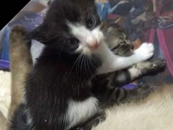 Gato raça Cianês com gato normal idade Abaixo de 2 meses nome Mi