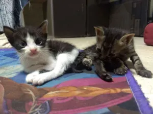Gato raça Cianês com gato normal idade Abaixo de 2 meses nome Mi