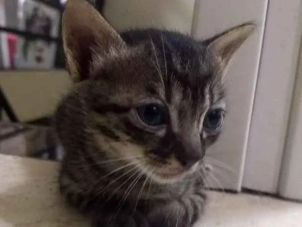 Gato raça Cianês com gato normal idade Abaixo de 2 meses nome Mi