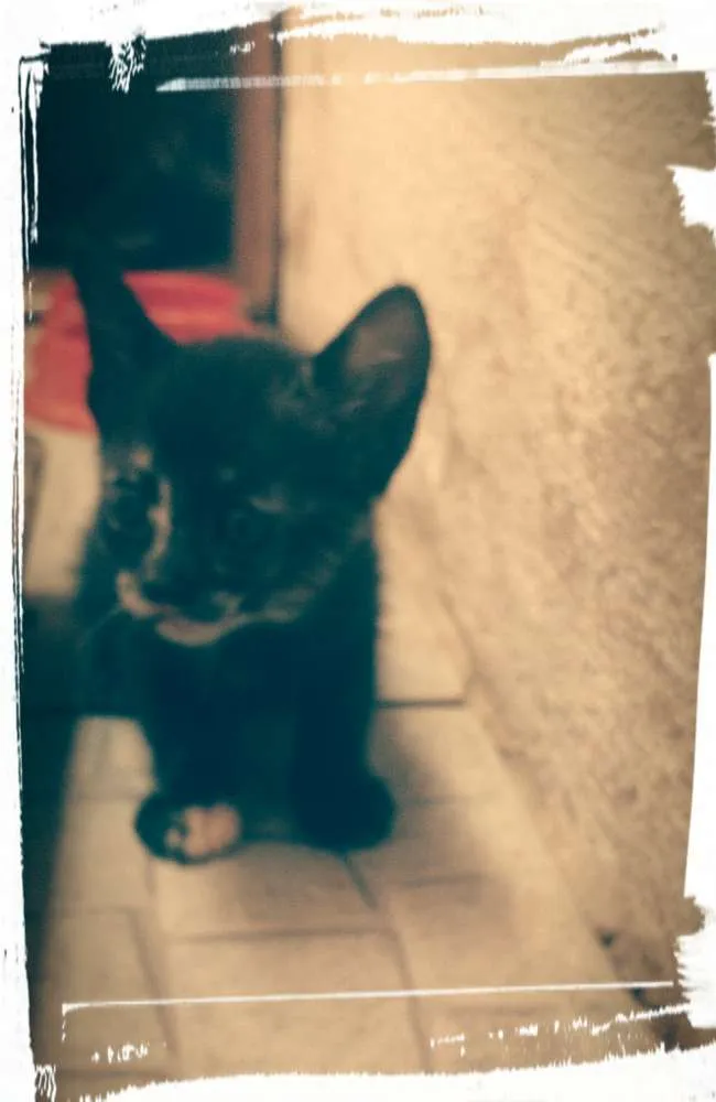 Gato ra a Gato idade Abaixo de 2 meses nome Sem nome