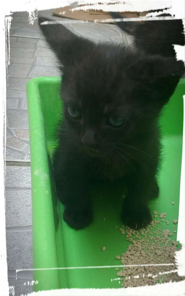 Gato ra a Gato idade Abaixo de 2 meses nome Sem nome
