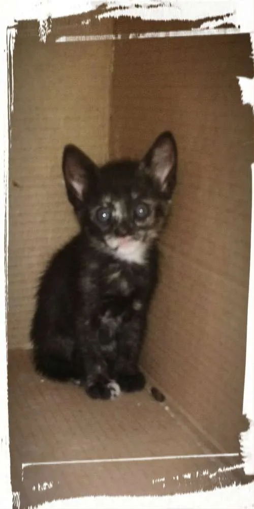 Gato ra a Gato idade Abaixo de 2 meses nome Sem nome